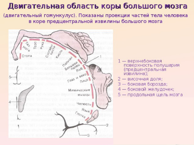 Функция двигательной коры головного мозга и методы развития речи детей