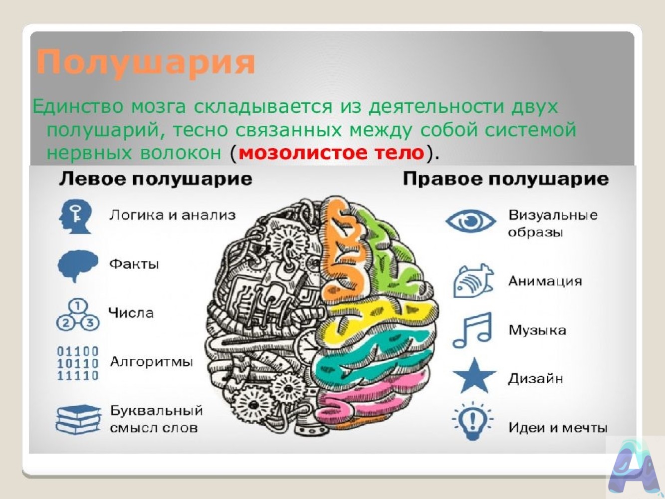 полушарие мозга цвет картинки